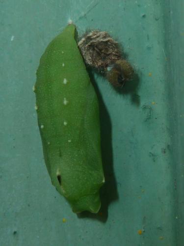 Lasiommata maera